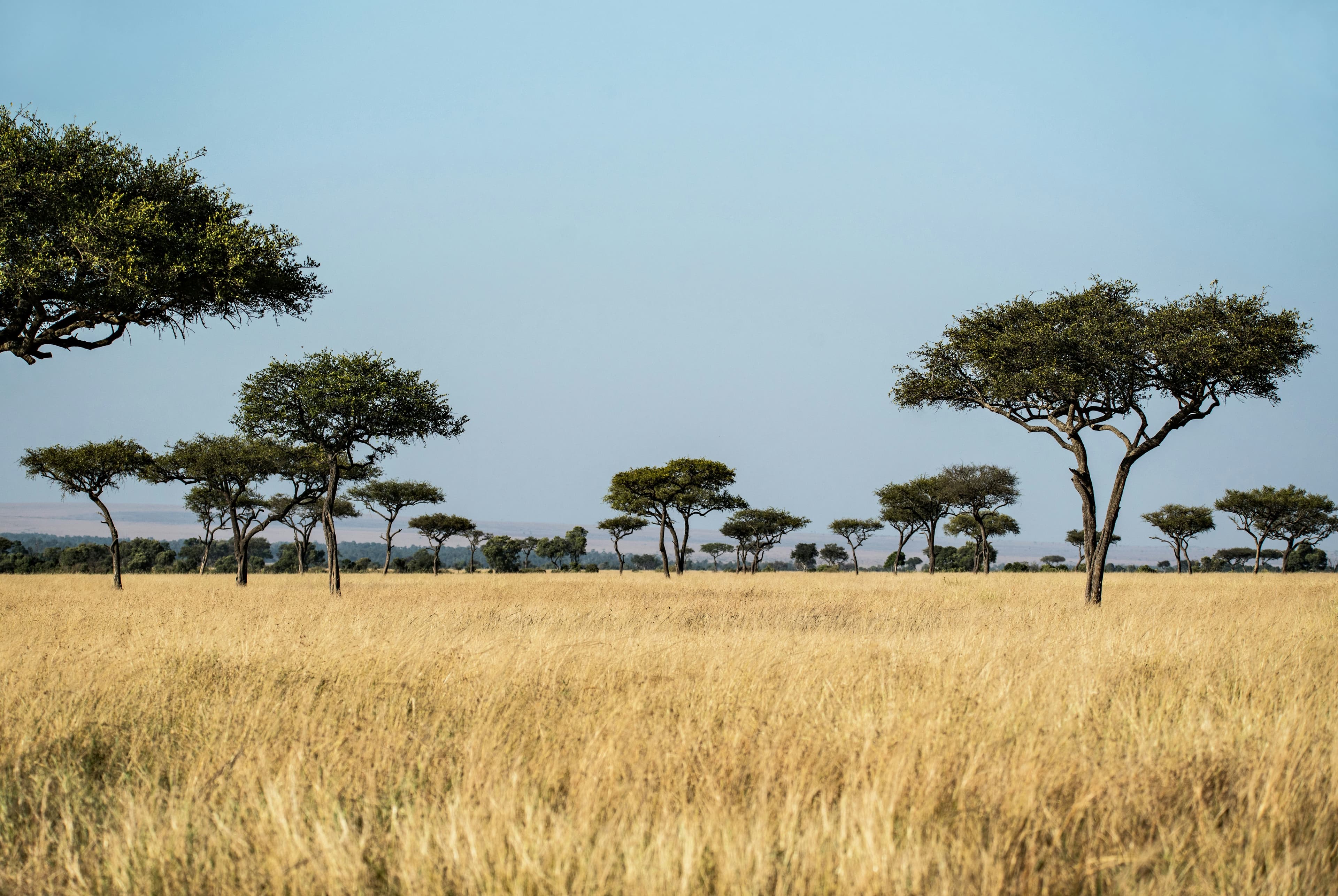 Africa